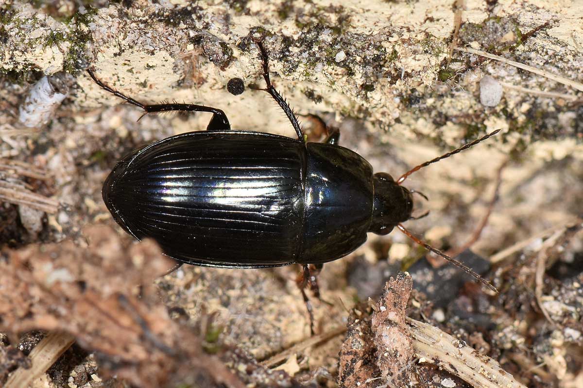 Carabidae:  Amara ovata